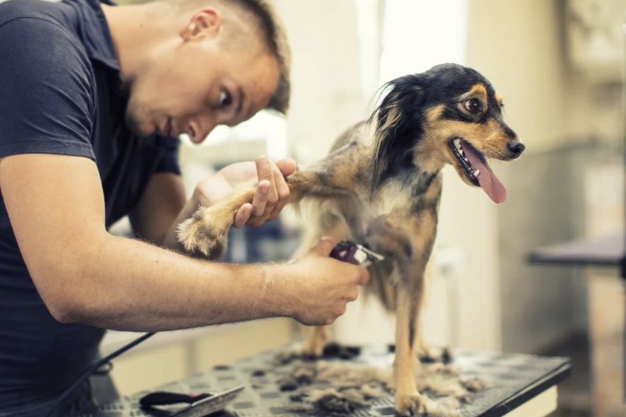 Common Challenges Faced by Mobile Pet Groomers and How to Overcome Them