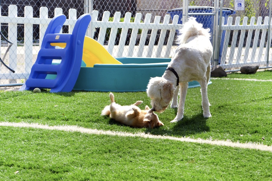How Dubai’s Climate Affects Dog Boarding Practices