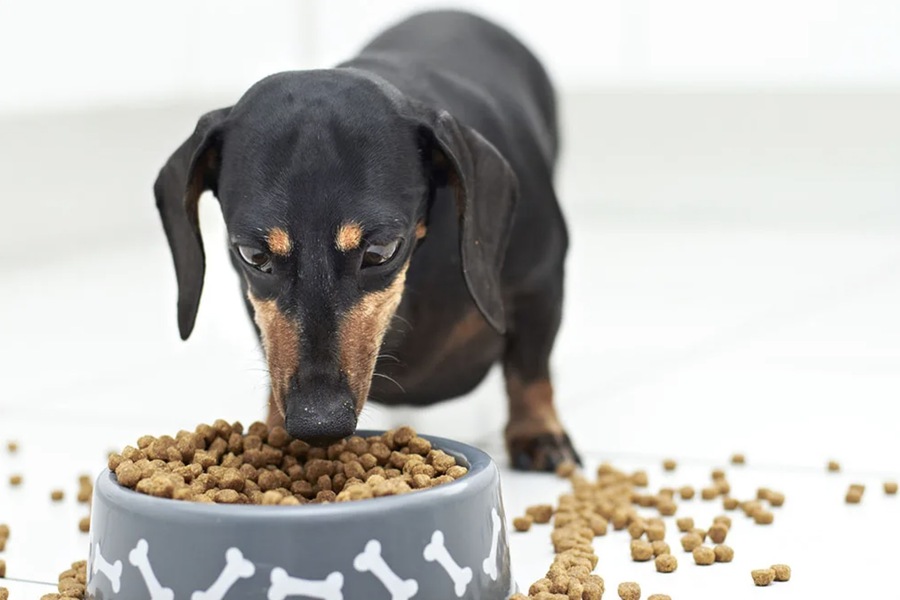 Understanding Pet Nutrition: Myths vs. Facts