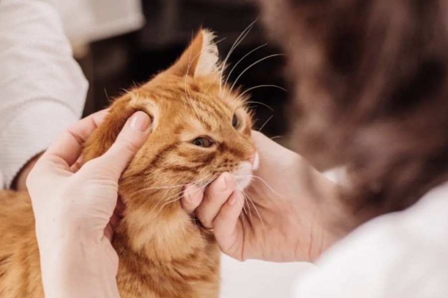 Ear Mites vs. Bacterial Infections: Distinguishing the Causes of Your Cat’s Ear Issues