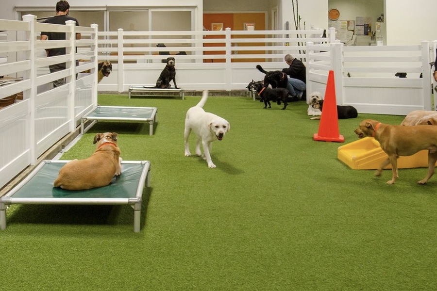 Designing Pet Boarding Facilities: Creating a Pet-Friendly Environment